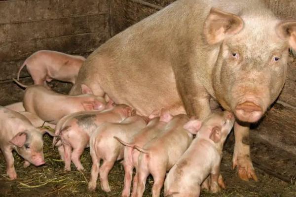 母猪产前有什么症状