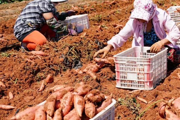 红薯种植方法