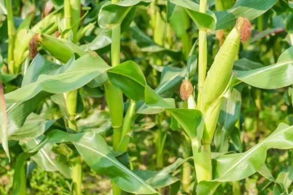 黄淮海高抗锈病的玉米品种