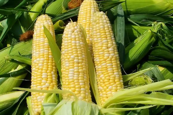 黄淮海高抗锈病的玉米品种