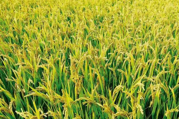 水稻的生长环境