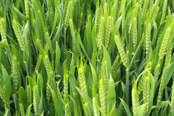 中麦578小麦品种介绍