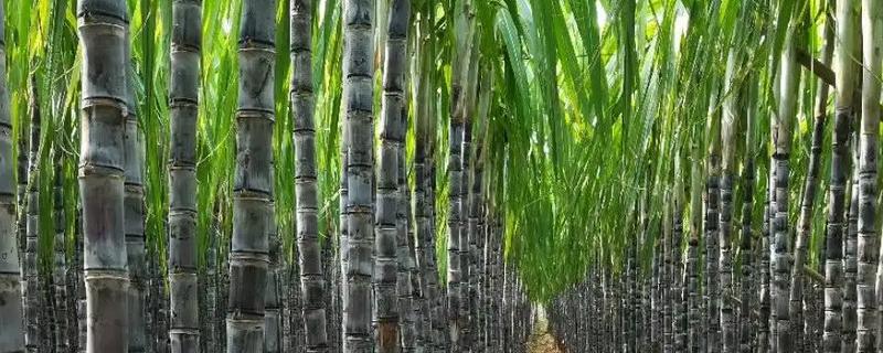 甘蔗何时种植，附种植利润