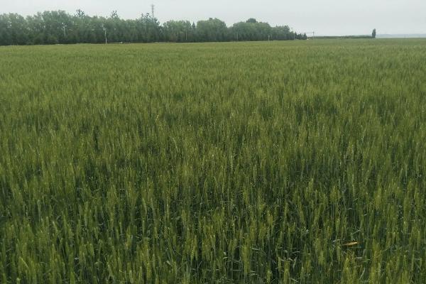 淮麦33小麦品种简介