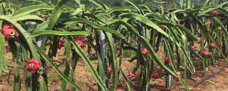 火龙果的种植方法