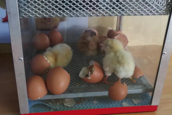 小鸡孵化方法