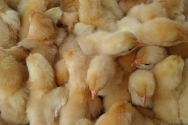 鸡养殖和防治疾病的方法