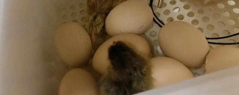 小鸡孵化方法