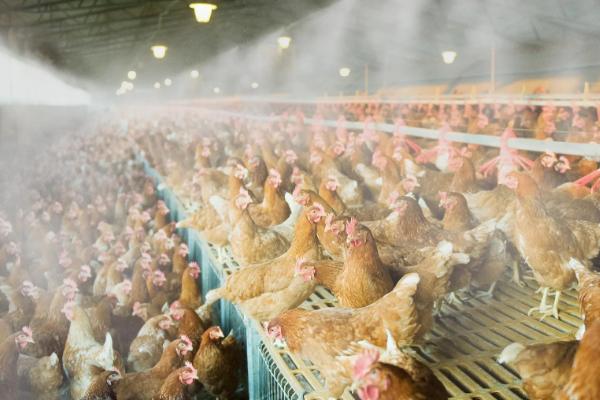 鸡养殖和防治疾病的方法