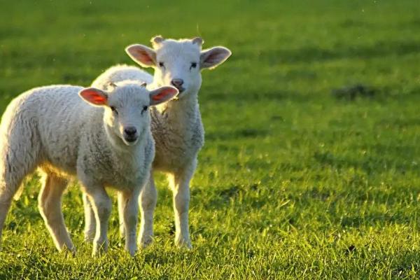 羊的寿命最长是多少年