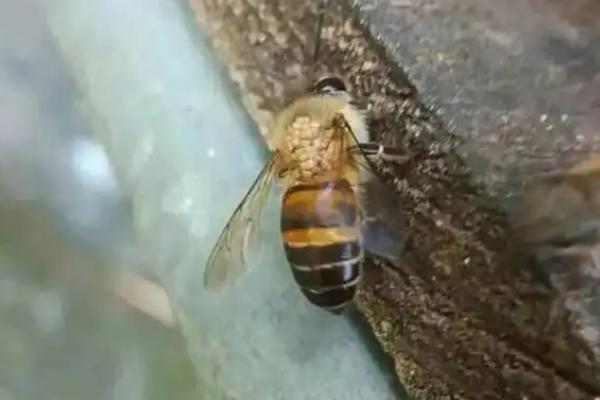 小蜂螨的防治方法