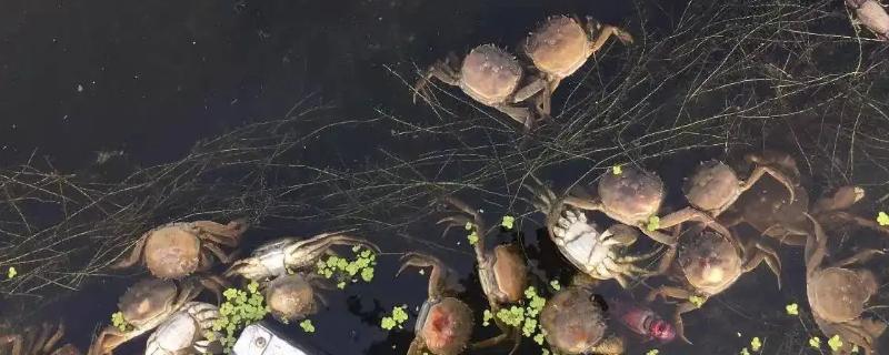 螃蟹的养殖方法