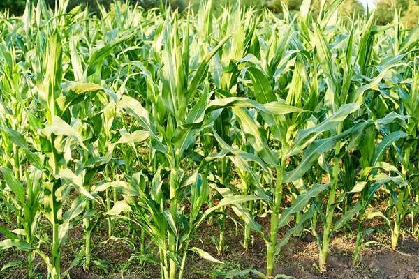 玉米种植的株距和行距是多少