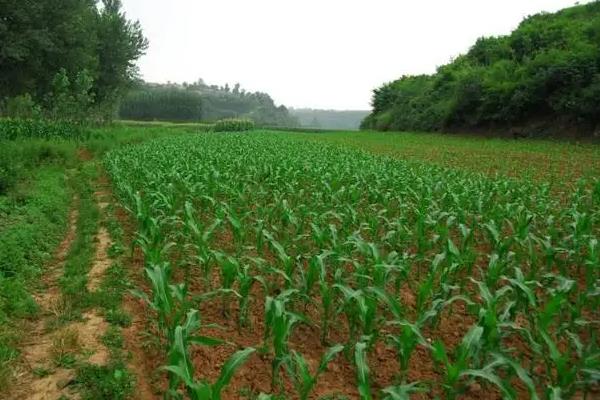 株距25行距60一亩多少棵玉米