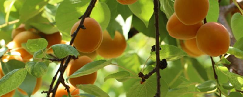 杏树种植方法，种植管理技术介绍