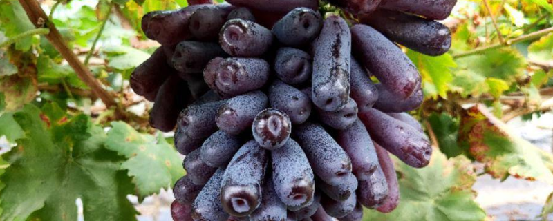 甜蜜蓝宝石葡萄是什么，有什么特点