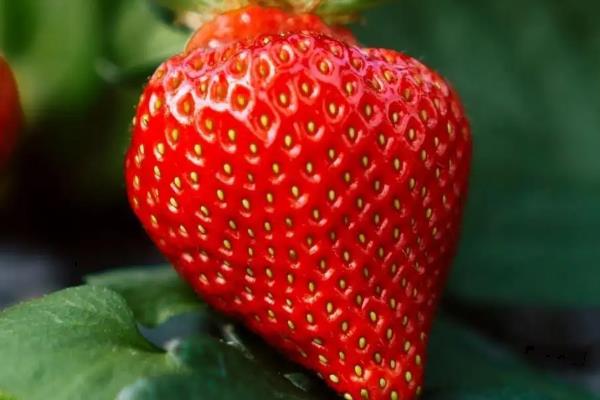 草莓是不是水果