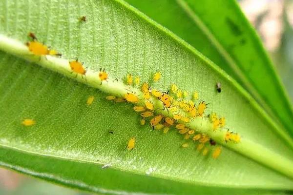 蚜虫用什么药最有效