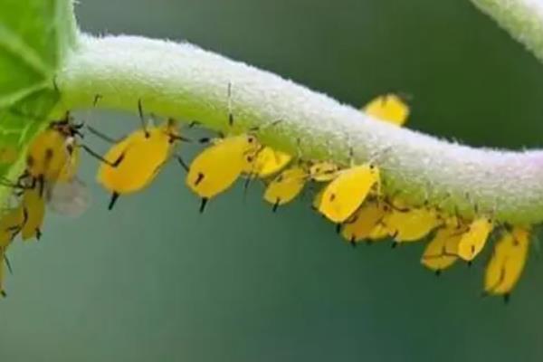 蚜虫用什么药最有效