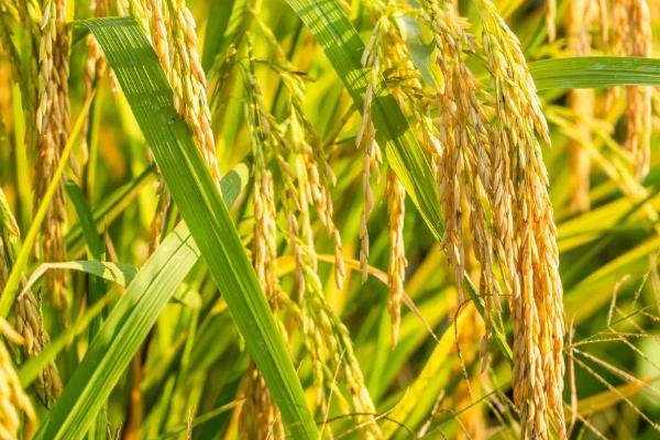水稻种子在缺氧的情况下萌发时生长最快的器官是