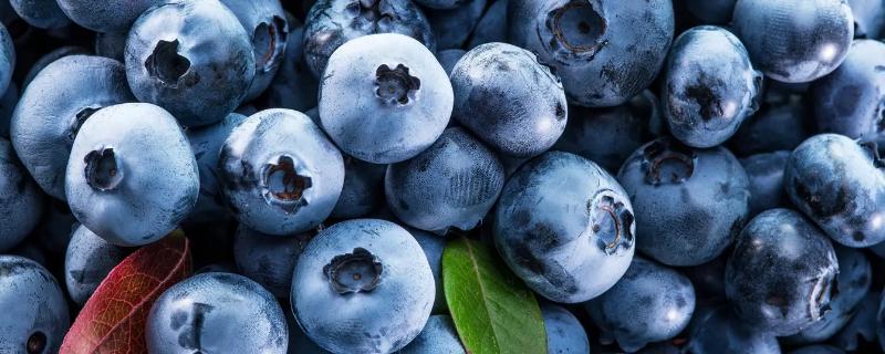 蓝莓的品种大全及品种介绍