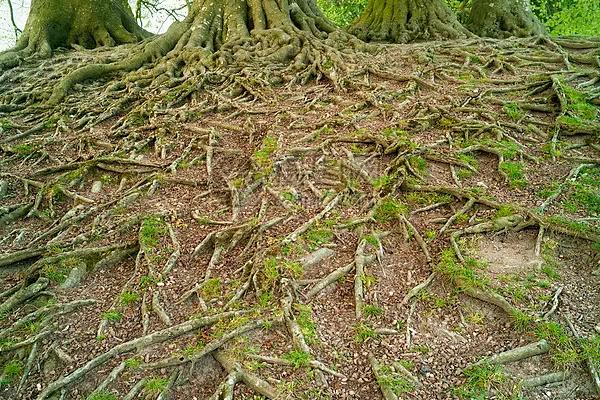 树根用什么能快速腐烂