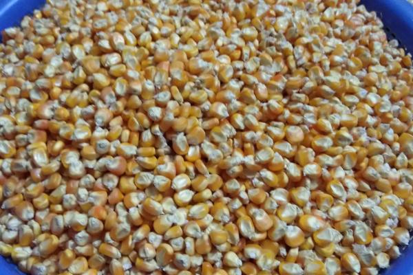 陈玉米种子是否会影响产量