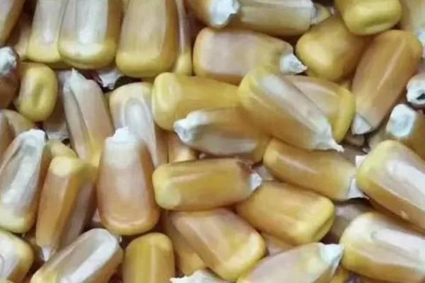 陈玉米种子是否会影响产量