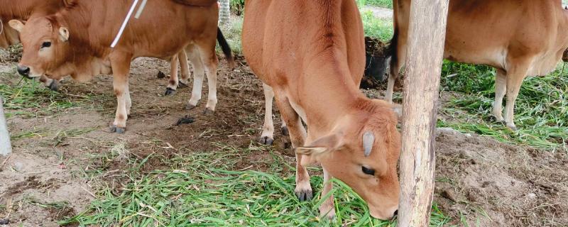 专吃草的黄牛一年可以长多少斤