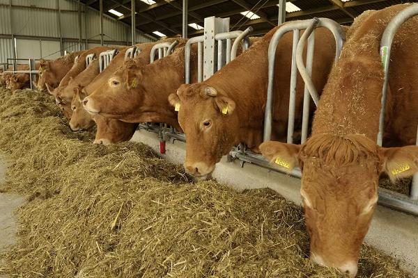 专吃草的黄牛一年可以长多少斤