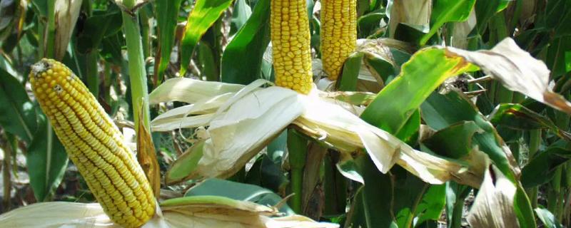 国审玉米品种十大名牌排行榜