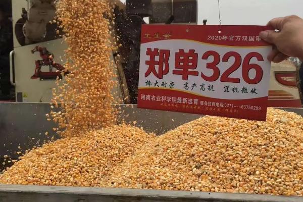 国审玉米品种十大名牌排行榜