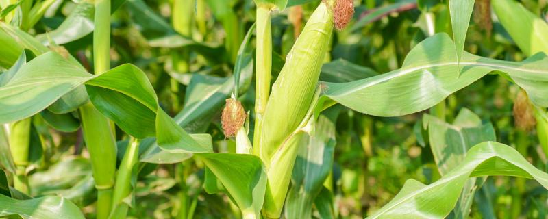 黄淮地区排名第一的玉米品种