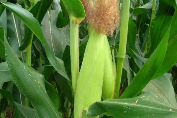 黄淮地区排名第一的玉米品种