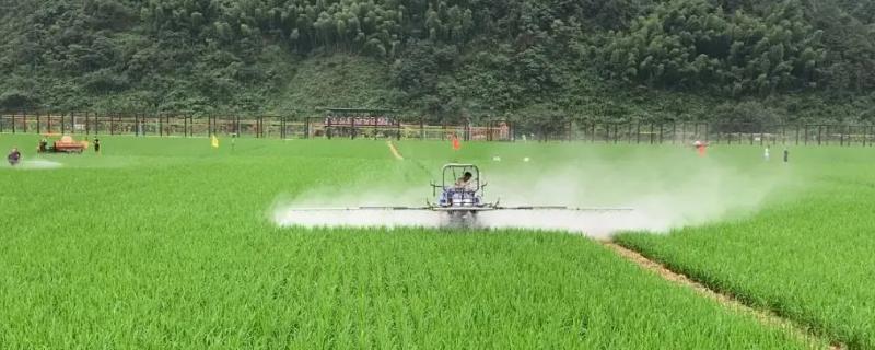 三唑磺草酮对水稻的安全性