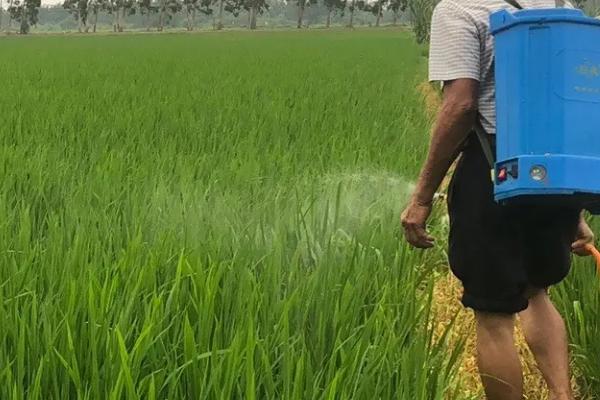 三唑磺草酮对水稻的安全性