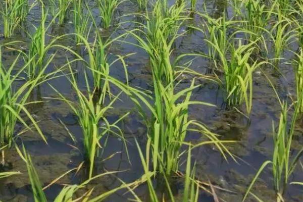 水稻孕穗期能否喷施二甲灭草松