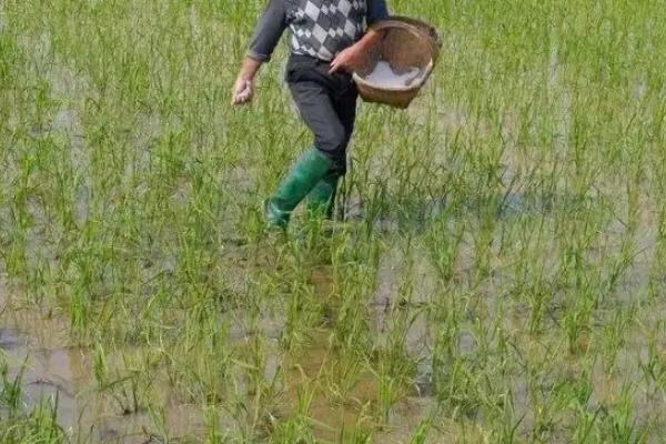 水稻孕穗期如何控水施肥