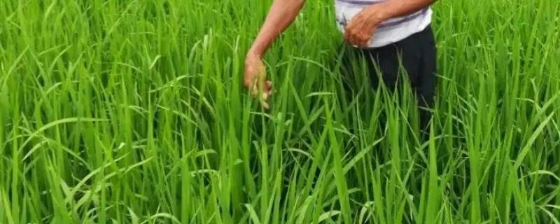 水稻孕穗期如何控水施肥