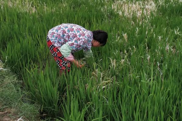 防治水稻钻心虫的时间和方法