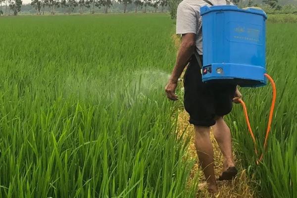如何防治水稻螟虫