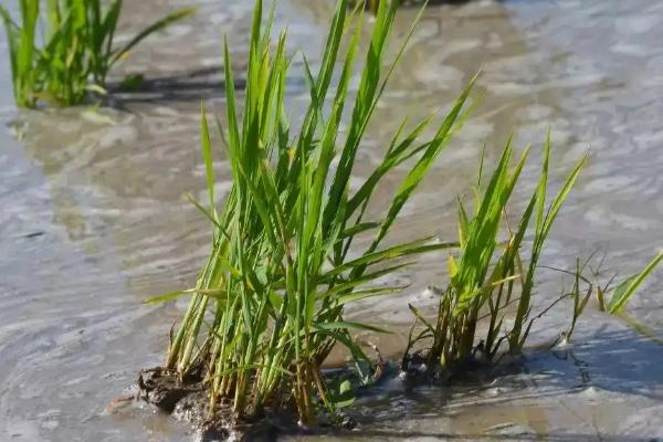 如何防治水稻螟虫