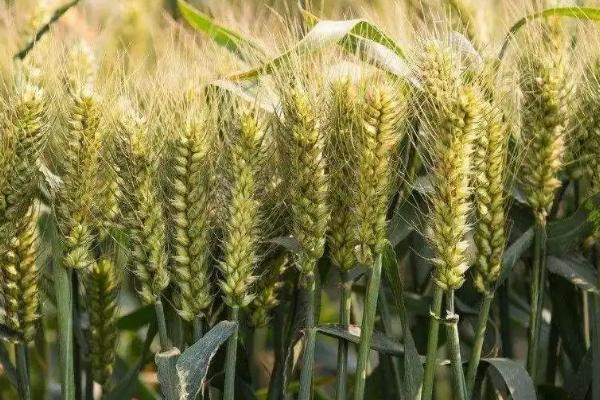麦收前下雨对小麦的影响