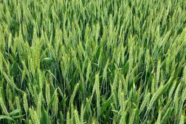 河南排名第一的小麦品种