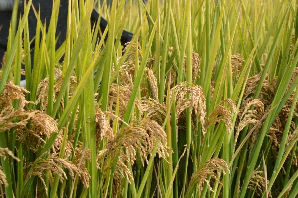 袁隆平发明了哪种水稻