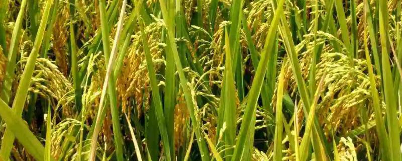 袁隆平从哪年开始研究水稻
