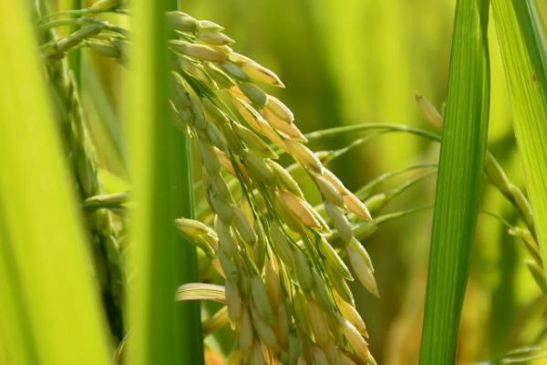 如何在家种水稻
