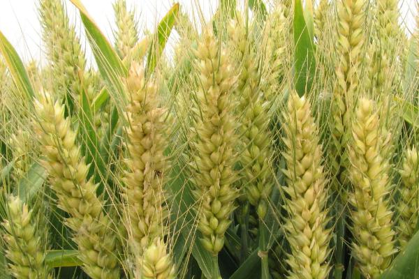 石农958小麦品种简介