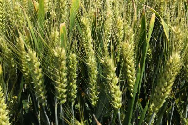 石农958小麦品种简介