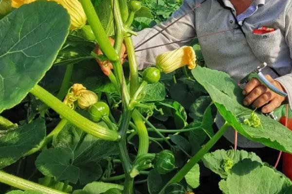 日本南瓜的种植和管理方法